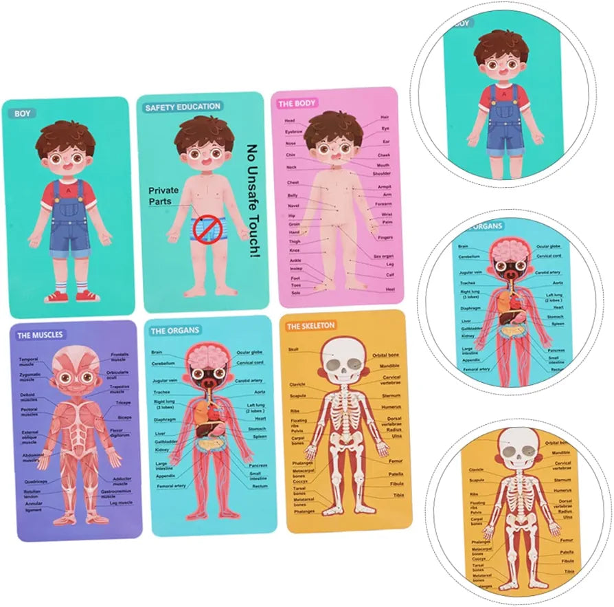 Human Body Structure Puzzle Educational For Kids | 3+