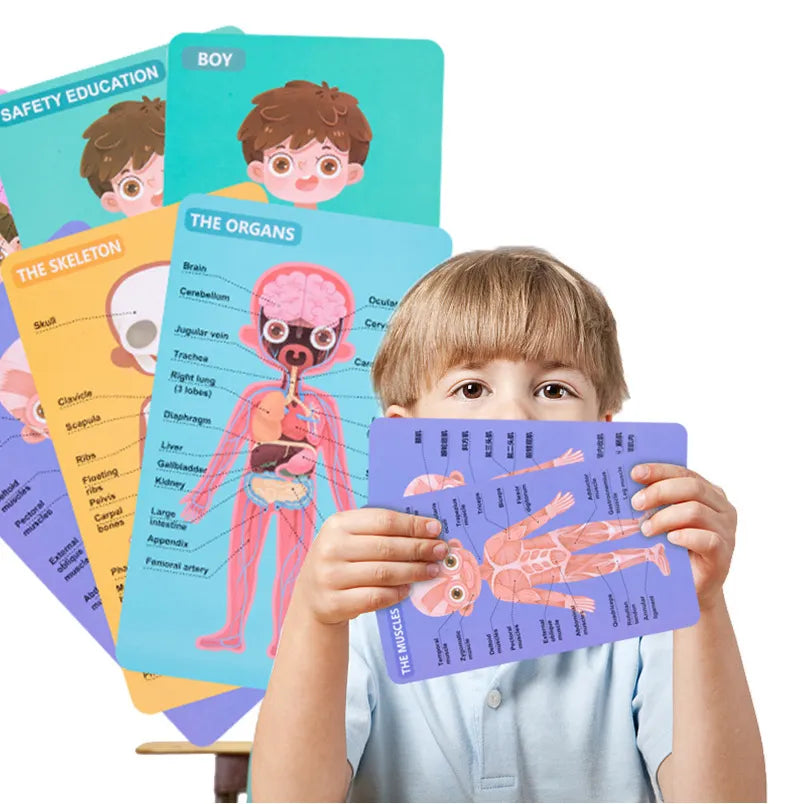 Human Body Structure Puzzle Educational For Kids | 3+