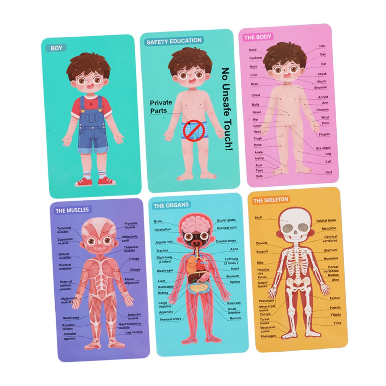 Human Body Structure Puzzle Educational For Kids | 3+